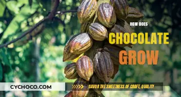 From Bean to Bar: The Fascinating Journey of Growing Chocolate