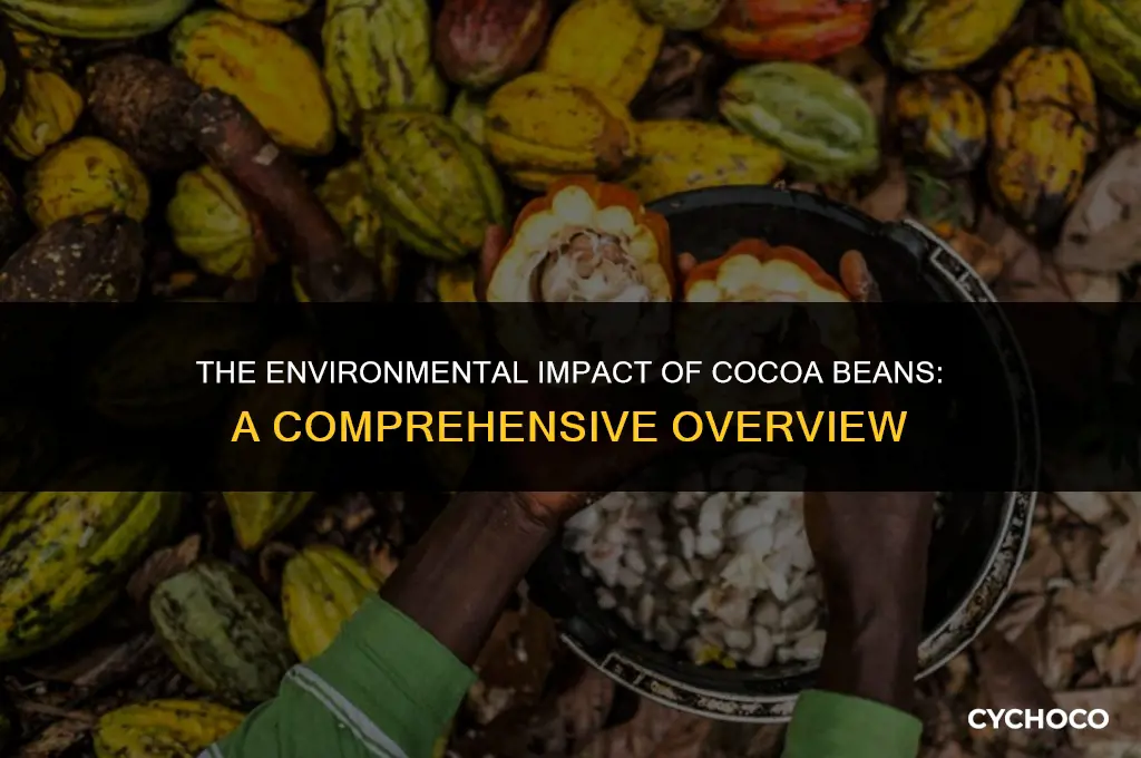 how does cocoa beans affect the environment