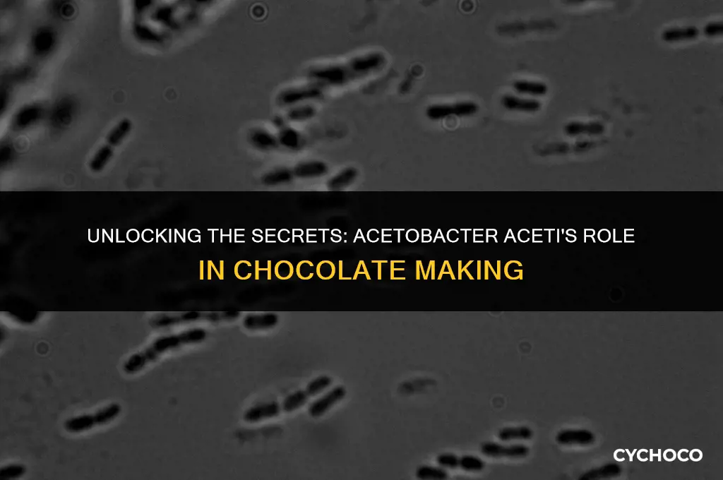how is acetobacter aceti used in chocolate