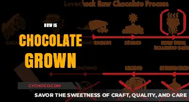 From Bean to Bar: The Journey of Chocolate Cultivation