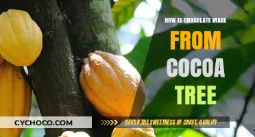 From Cocoa Tree to Chocolate Bar: The Delicious Journey