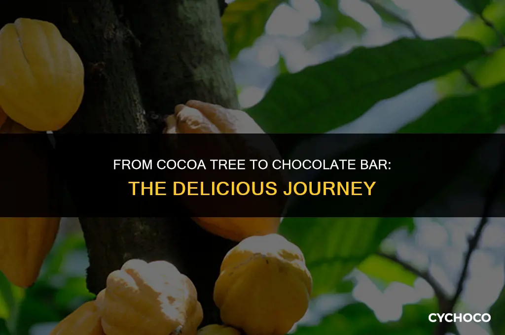 how is chocolate made from cocoa tree
