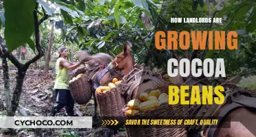 Sustainable Cocoa Farming: A Landlord's Guide to Growing Beans
