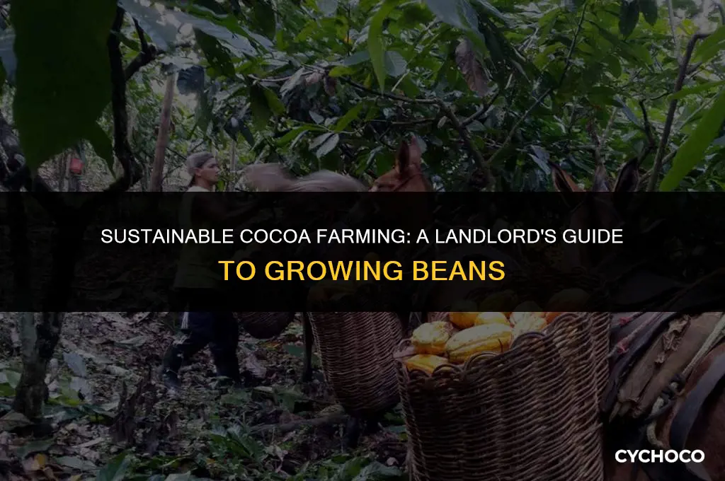 how landlords are growing cocoa beans