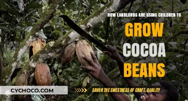 Exploiting Innocence: The Dark Reality of Child Labor in Cocoa Farming