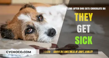 Toxic Treats: Timing and Symptoms of Chocolate Poisoning in Dogs