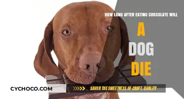 The Lethal Timeline: Chocolate's Deadly Effects on Dogs Explained