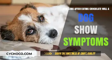 Timelines of Trouble: When Do Dogs Show Symptoms After Eating Chocolate?
