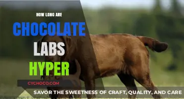 Understanding Chocolate Lab Hyperactivity: Duration and Insights