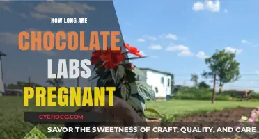 Chocolate Lab Pregnancy: Duration and Care Guide