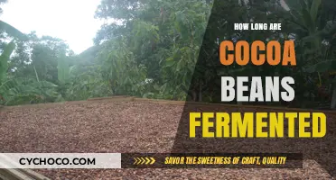 Unveiling the Rich Flavor: The Art of Cocoa Bean Fermentation