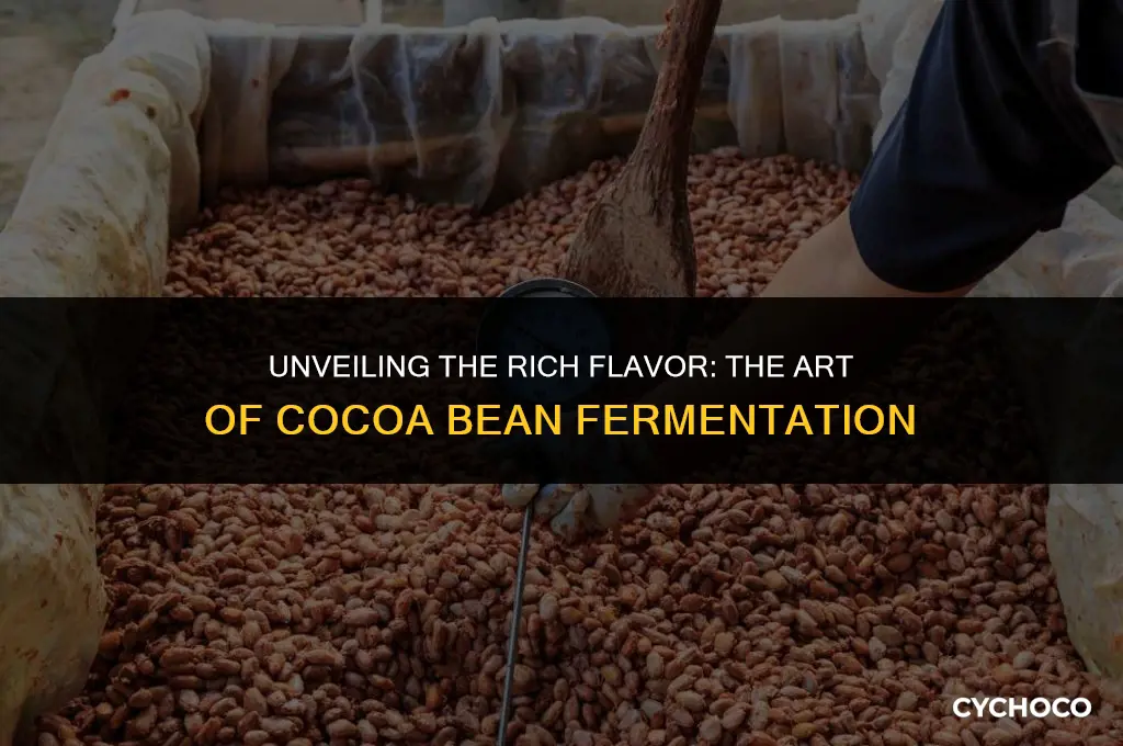 how long are cocoa beans fermented