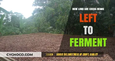 The Fermentation Process of Cocoa Beans: A Detailed Guide