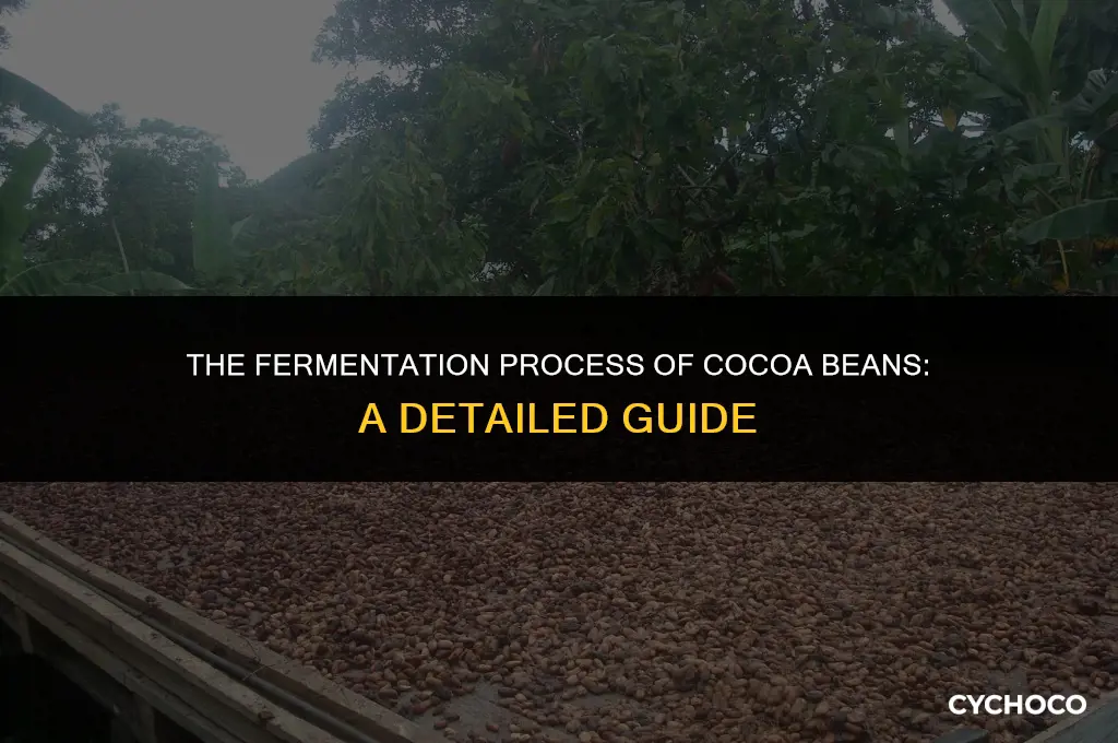 how long are cocoa beans left to ferment