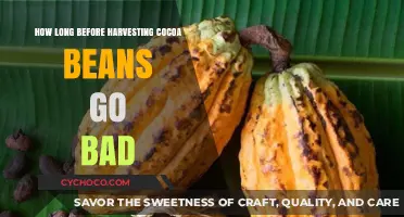 From Tree to Treat: The Shelf Life of Cocoa Beans Post-Harvest
