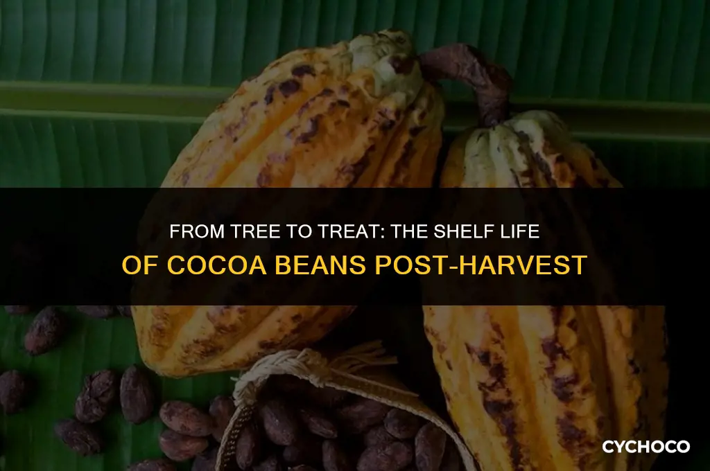 how long before harvesting cocoa beans go bad