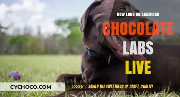 Lifespan of American Chocolate Labs: A Comprehensive Guide