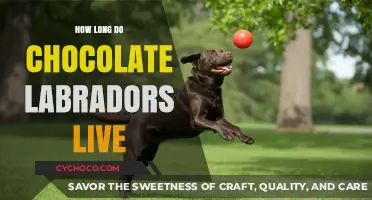 Chocolate Lab Lifespan: Understanding Their Average Life Expectancy