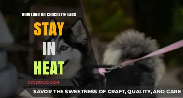 Understanding the Heat Cycle of Chocolate Labrador Retrievers