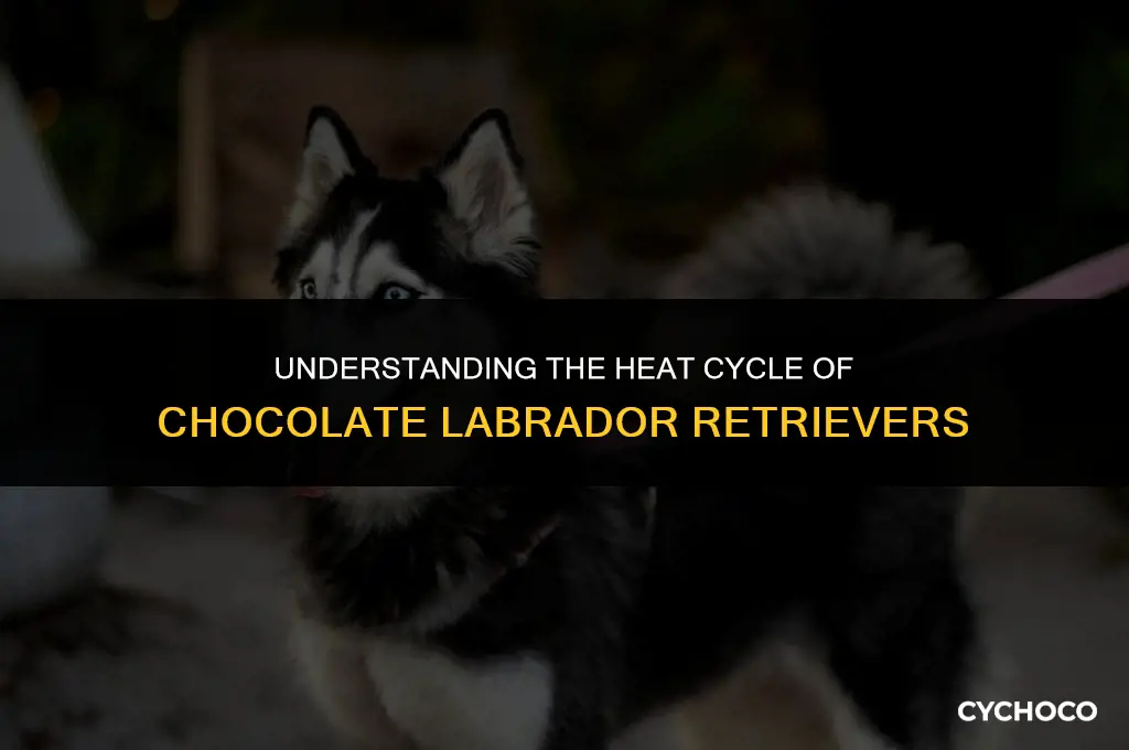how long do chocolate labs stay in heat
