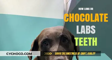 Lifespan of a Chocolate Lab's Teeth: Facts and Care Tips