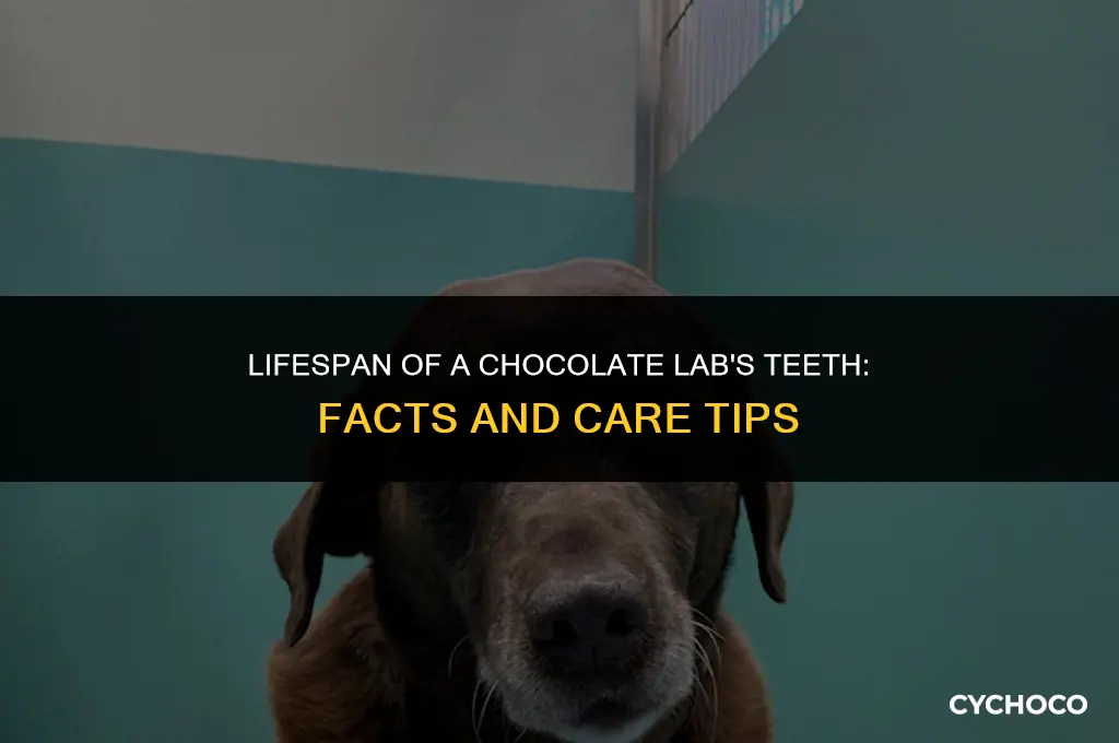 how long do chocolate labs teeth