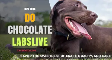 Lifespan of Chocolate Labs: A Comprehensive Guide for Dog Lovers
