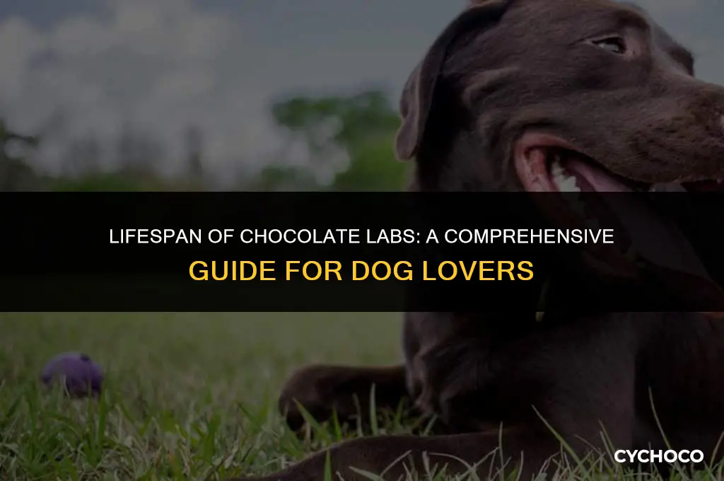 how long do chocolate labslive