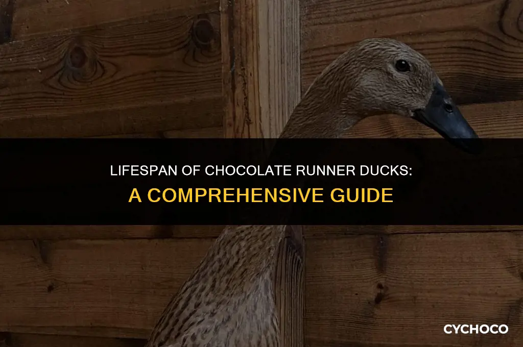 how long do chocolate runner ducks live