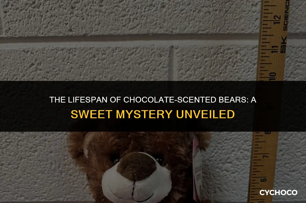 how long do chocolate scented bears last