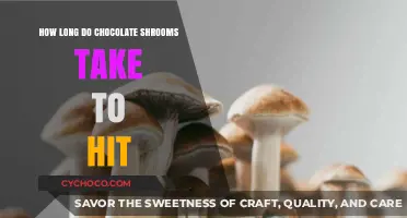 Exploring the Timeline: When Do Chocolate Shrooms Kick In?