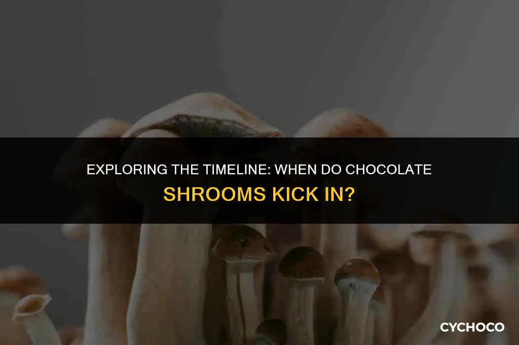 how long do chocolate shrooms take to hit