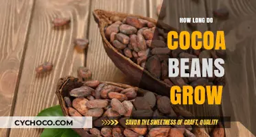 From Bean to Bar: The Fascinating Journey of Cocoa Growth