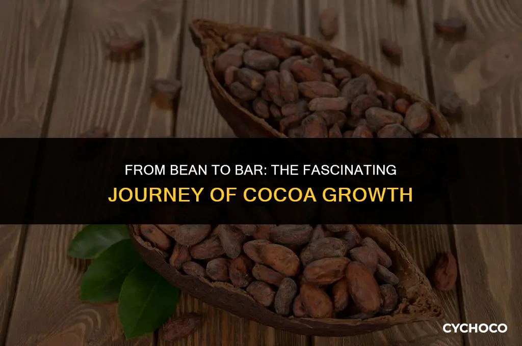 how long do cocoa beans grow
