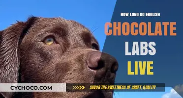 Lifespan of English Chocolate Labs: A Comprehensive Guide