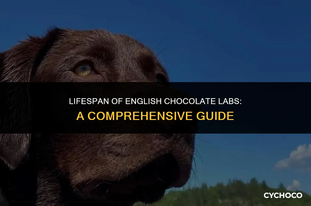 how long do english chocolate labs live