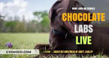 Lifespan of Female Chocolate Labs: A Comprehensive Guide