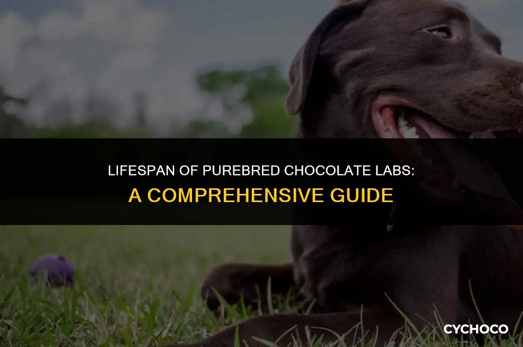 how long do purebred chocolate labs live