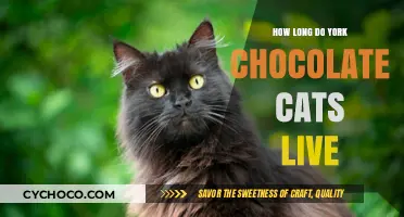 Lifespan of York Chocolate Cats: A Comprehensive Guide