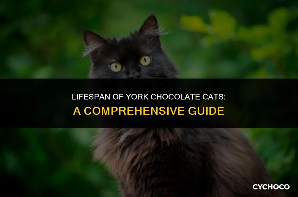 how long do york chocolate cats live