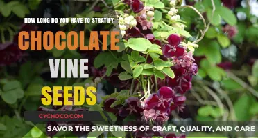 Stratification Duration for Chocolate Vine Seeds: A Comprehensive Guide
