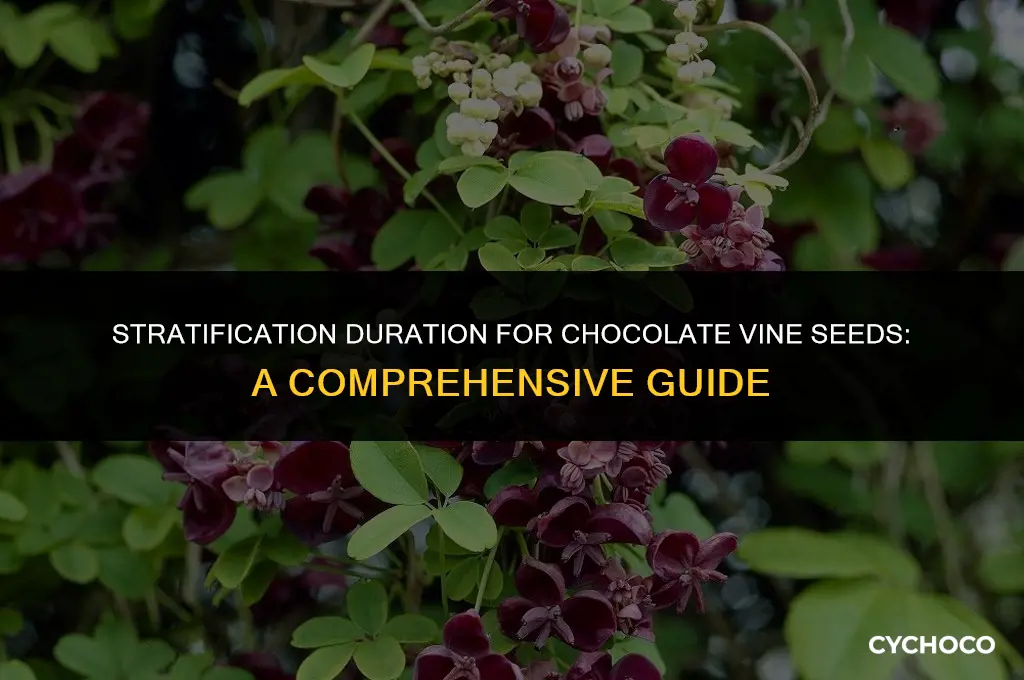 how long do you have to stratify chocolate vine seeds