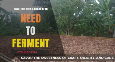 The Art of Chocolate Making: Understanding Cocoa Bean Fermentation Time