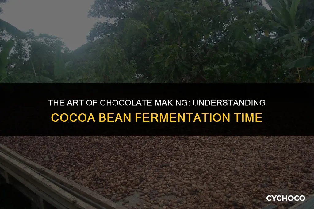 how long does a cocoa bean need to ferment