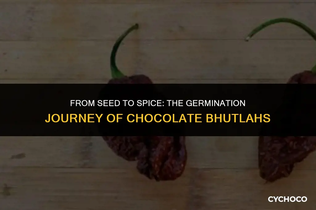 how long does chocolate bhutlahs take to germinate