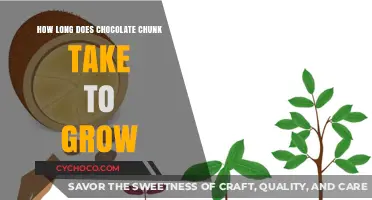 From Bean to Chunk: The Chocolate Growth Timeline Explained