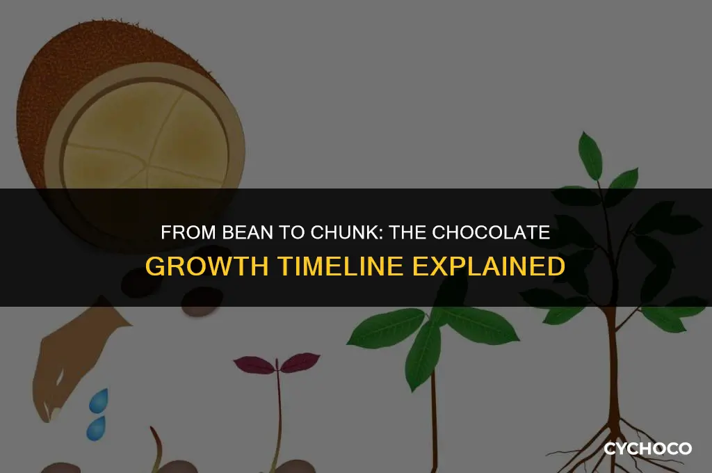 how long does chocolate chunk take to grow