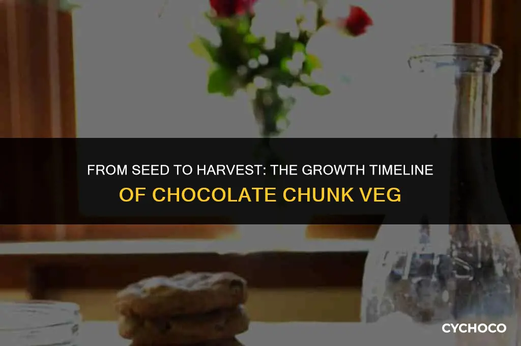 how long does chocolate chunk veg take to grow