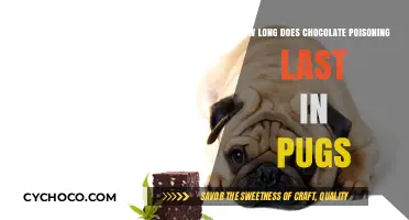 Chocolate Poisoning in Pugs: Duration and Recovery Insights