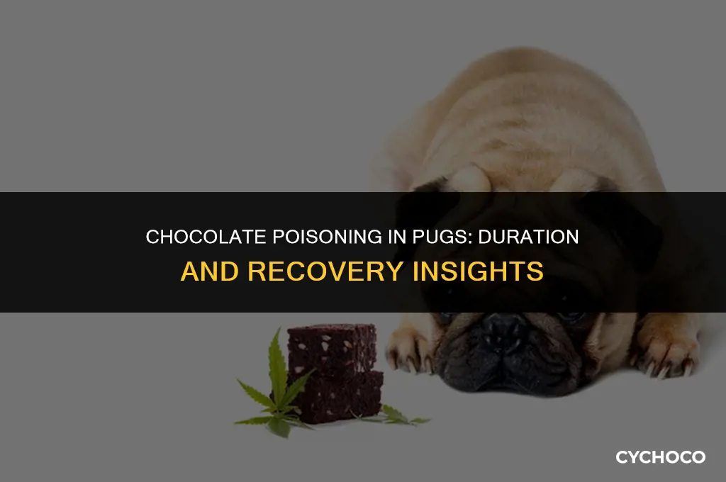 how long does chocolate poisoning last in pugs